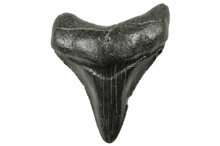 Juvenile Megalodon Tooth - South Carolina #326374
